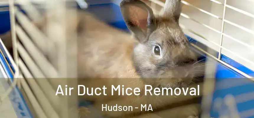 Air Duct Mice Removal Hudson - MA